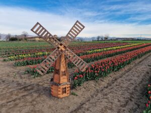 TULIPANI ITALIANI